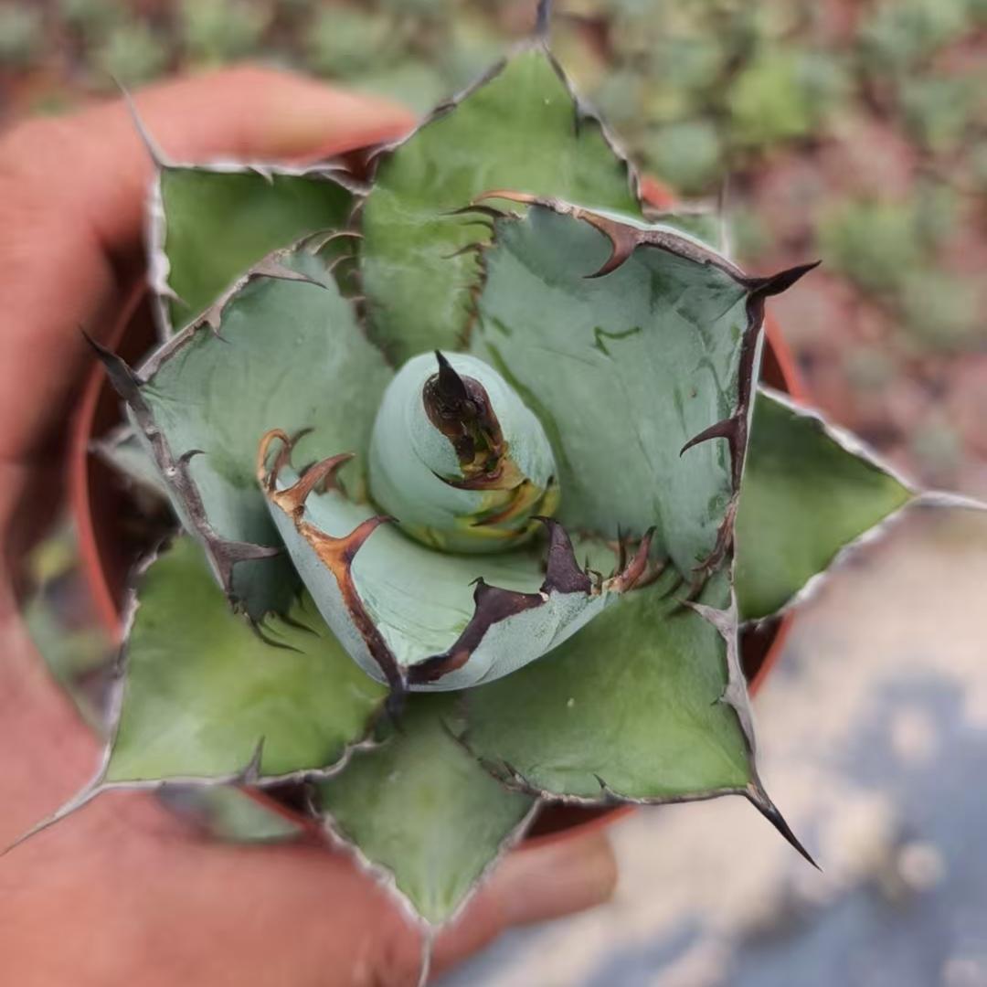 ZL656 アガベ チタノタ ブラックアンドブルー(10cm pot)