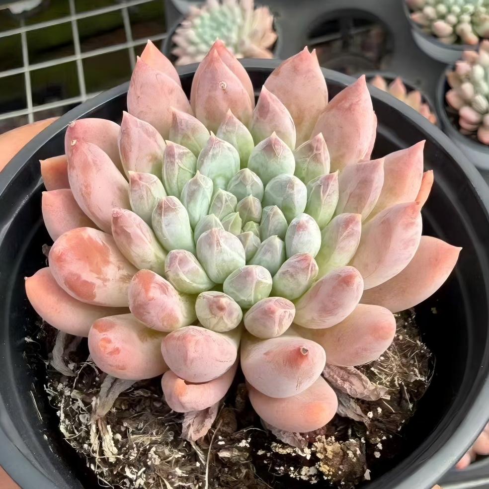 21855 ファントム ビューティー(9cm pot)