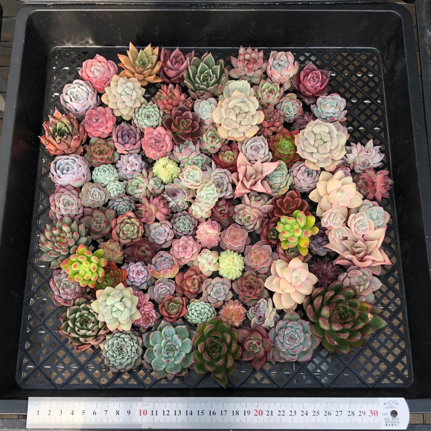 17856 ミックス苗 (穴トレー苗) 06