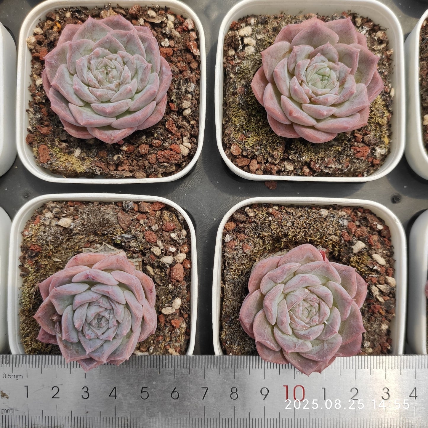 WWA338 ピュアラブ (7cm pot)