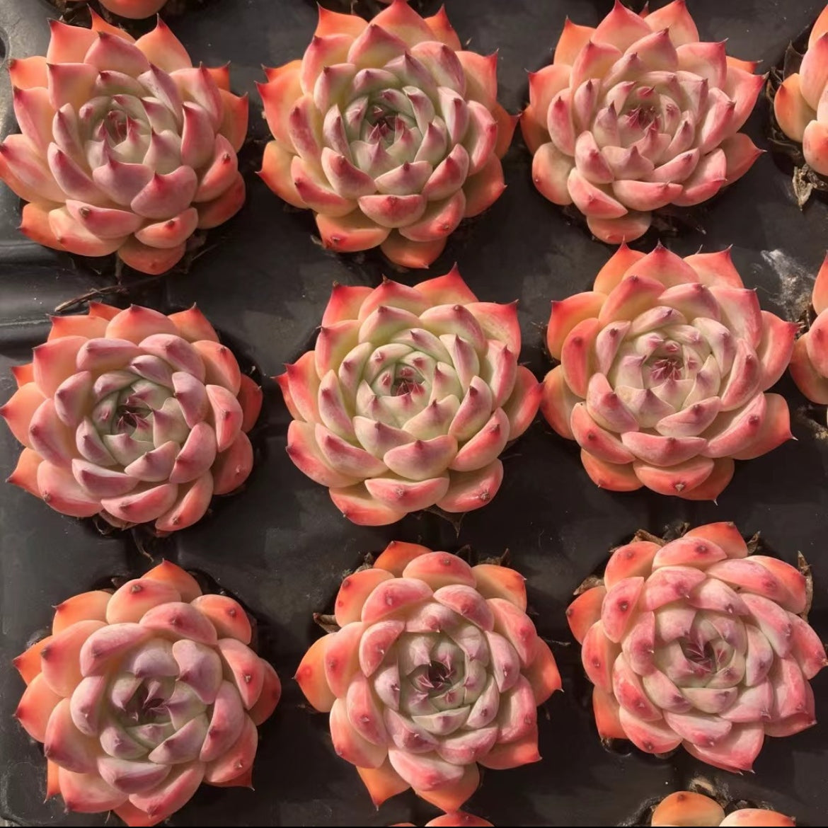 23905 チワワエンシス