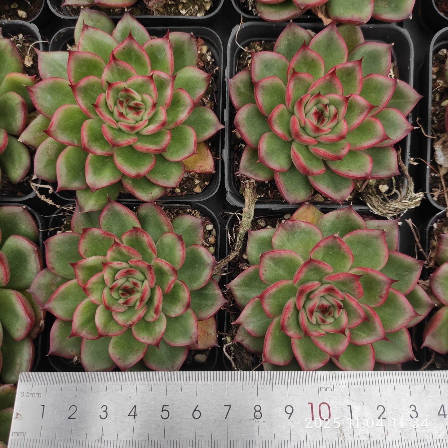 19878 アイビー錦(7cm pot)