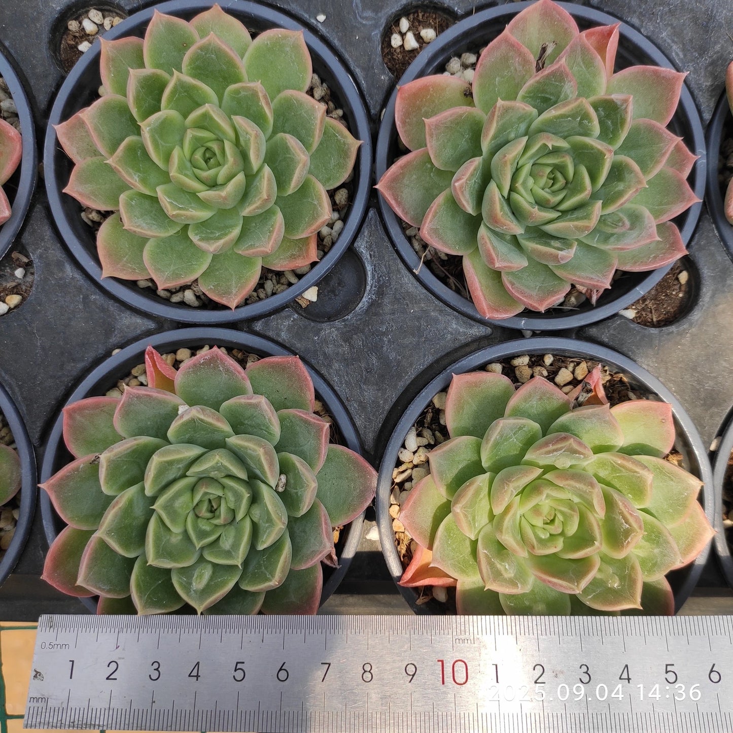 MMY1008 ドクター ストレーンジ(9cm pot)