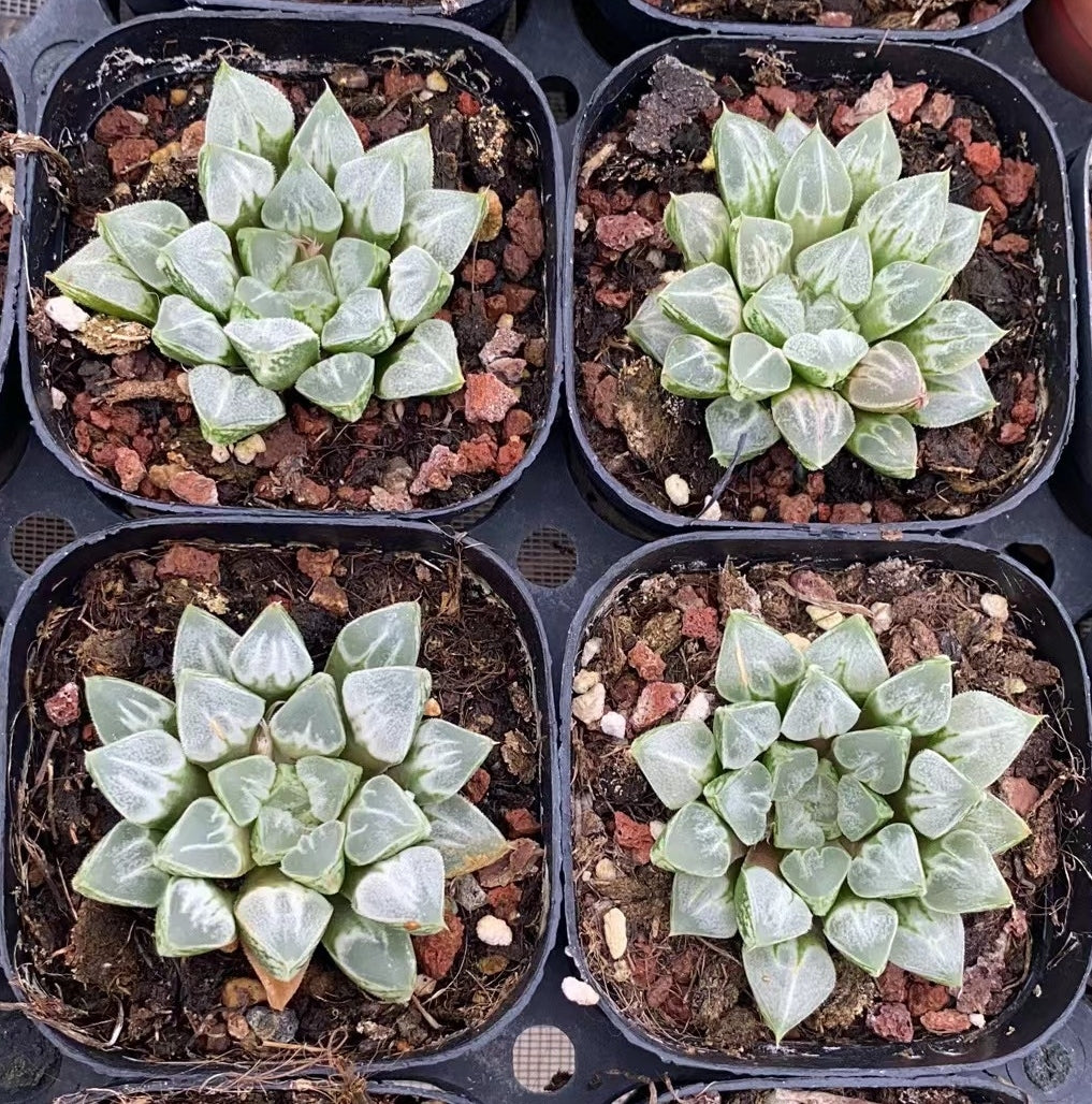 CS105 ラプハ一ト (7cm pot)