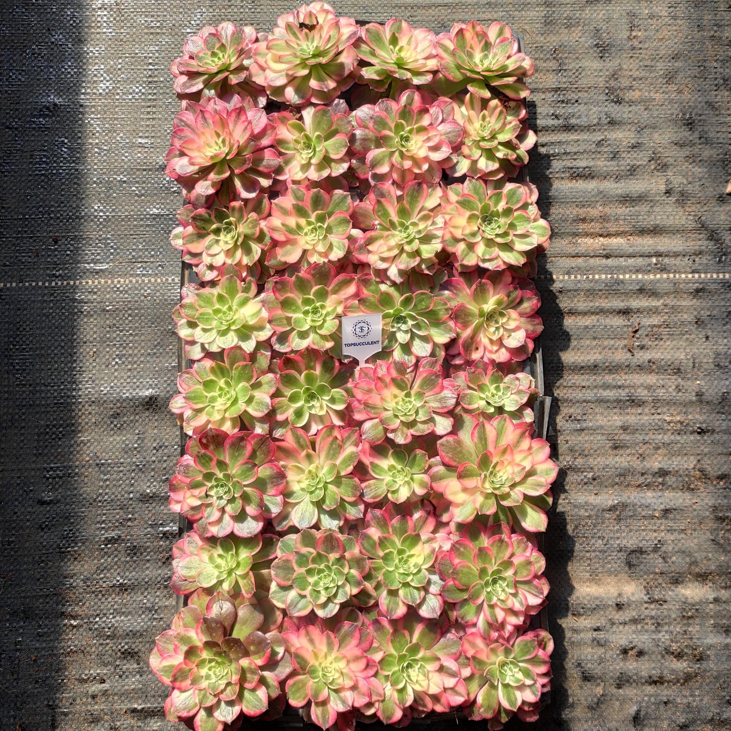 24610 ピンク ジェード モンロー