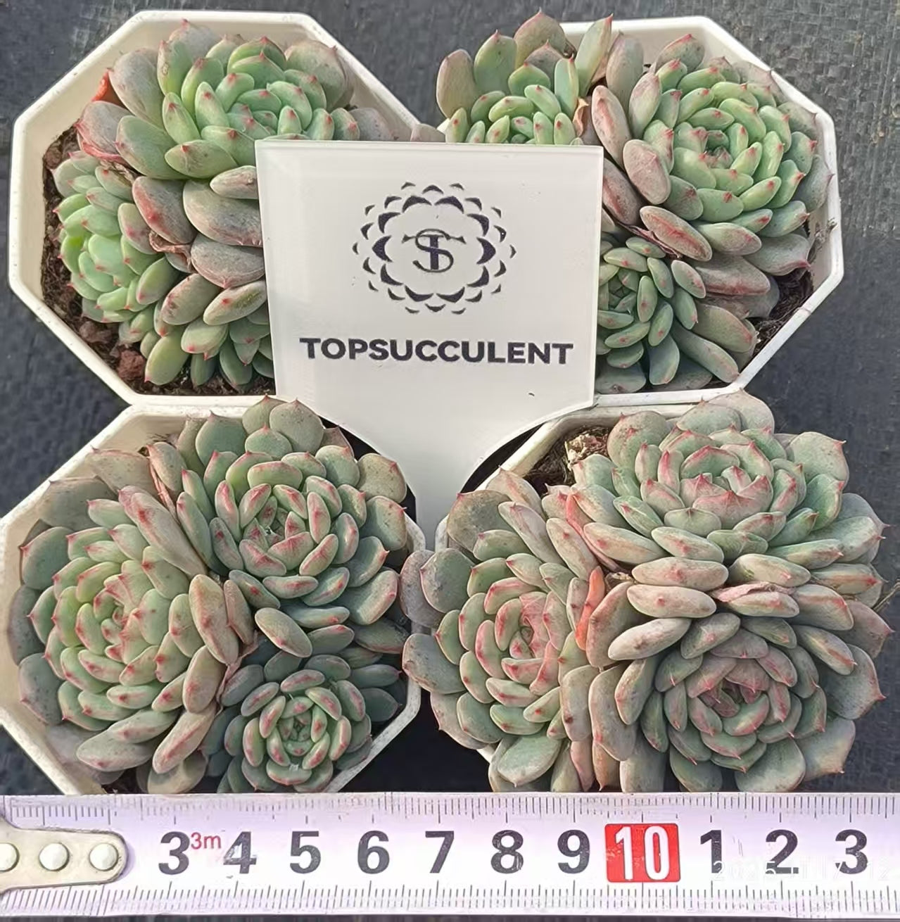 22354 ホワイトファット(6.5cm pot)