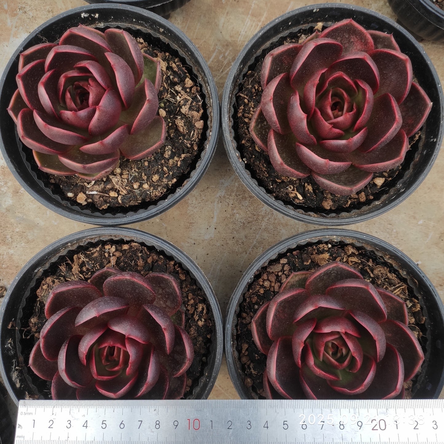 ZX251 トラフィックライト(16cm pot)