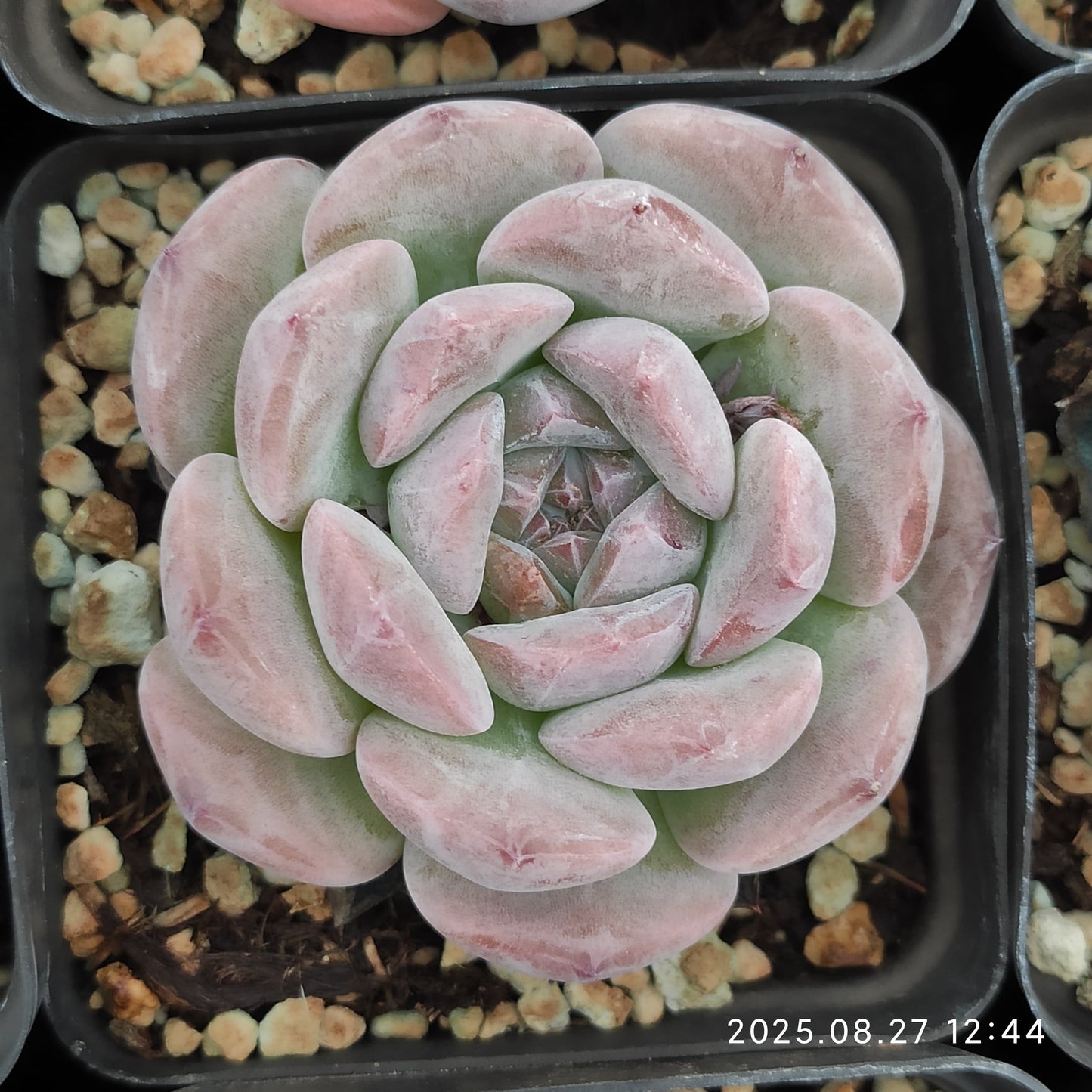 XQ1430 オレンジモンローHyb(7cm pot)