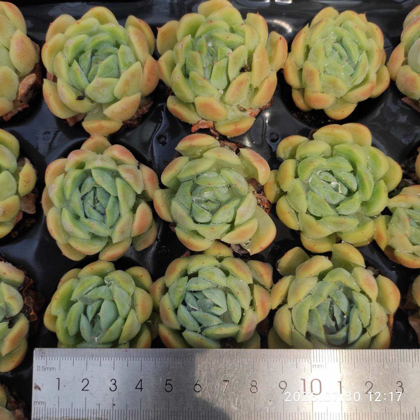 QN843 レモンベリー(3cm pot)