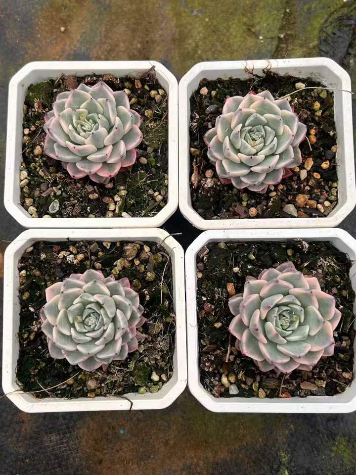 T26430 サラヒメ錦