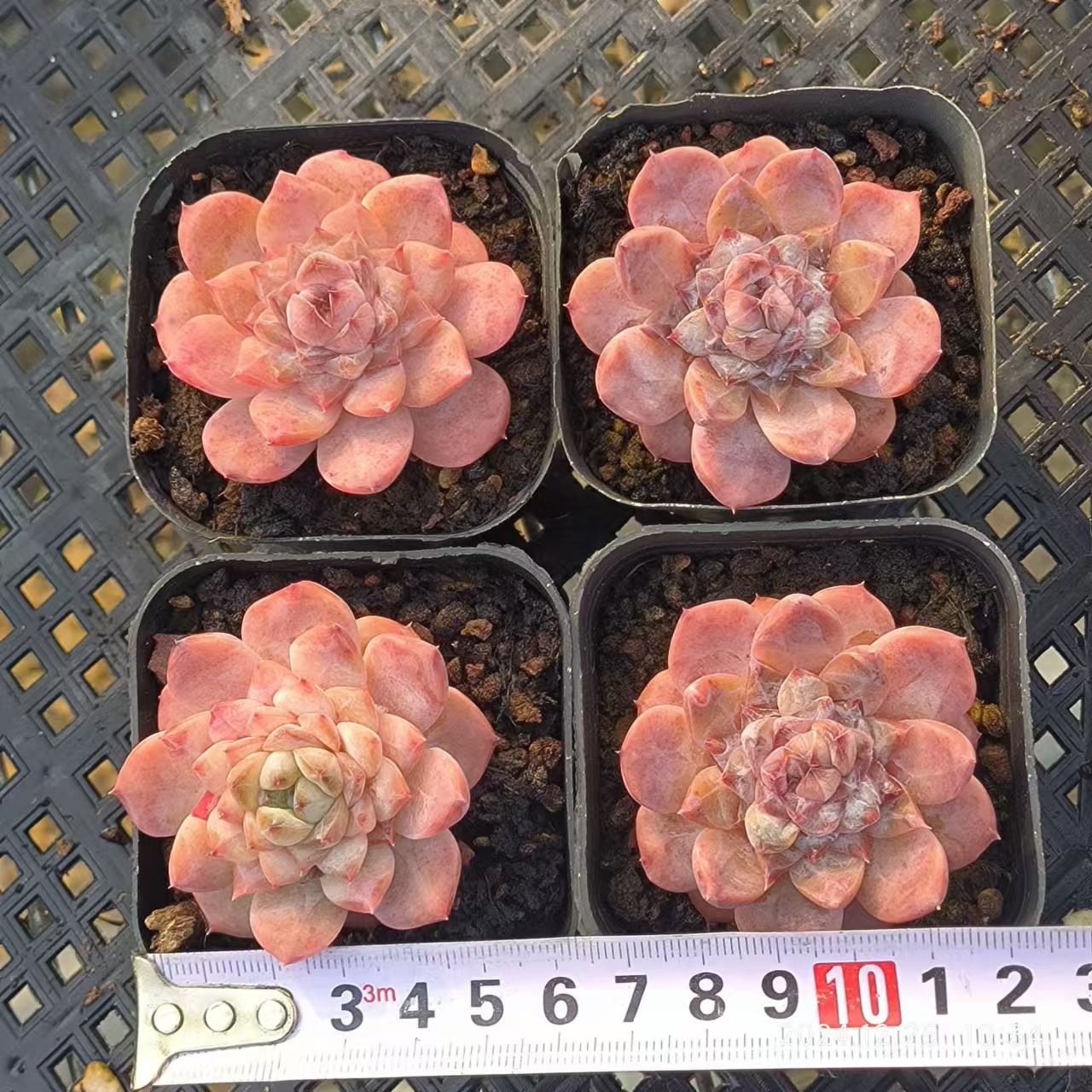 LG774 スモールベルト (6.5cm pot)
