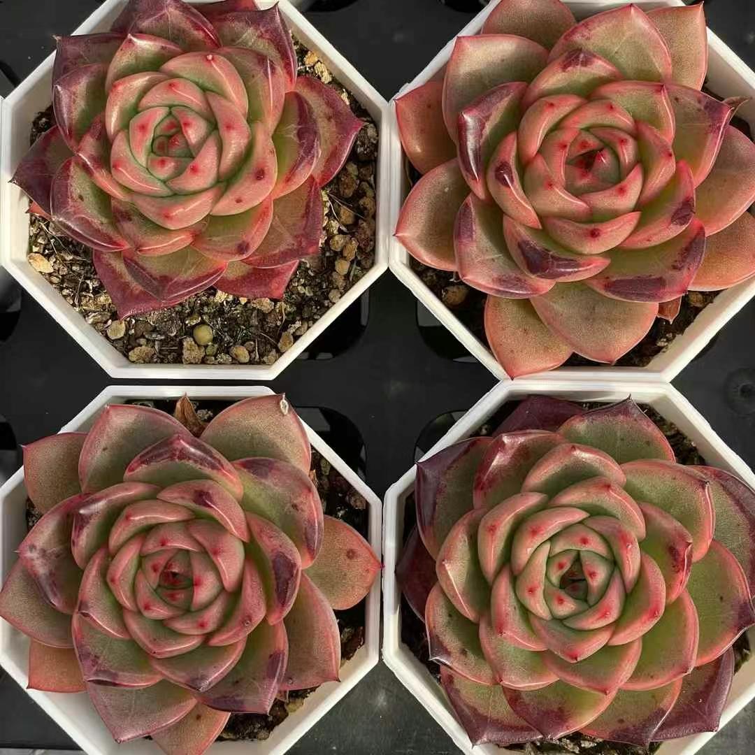 BL1635 スポット エッジ(7cm pot)