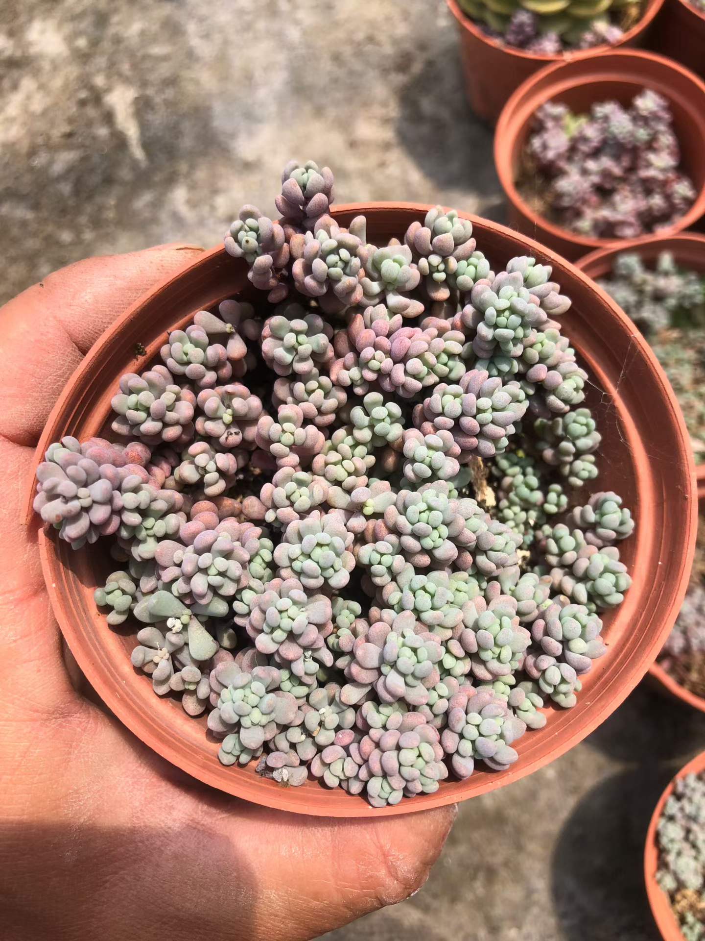 266069 姫星美人