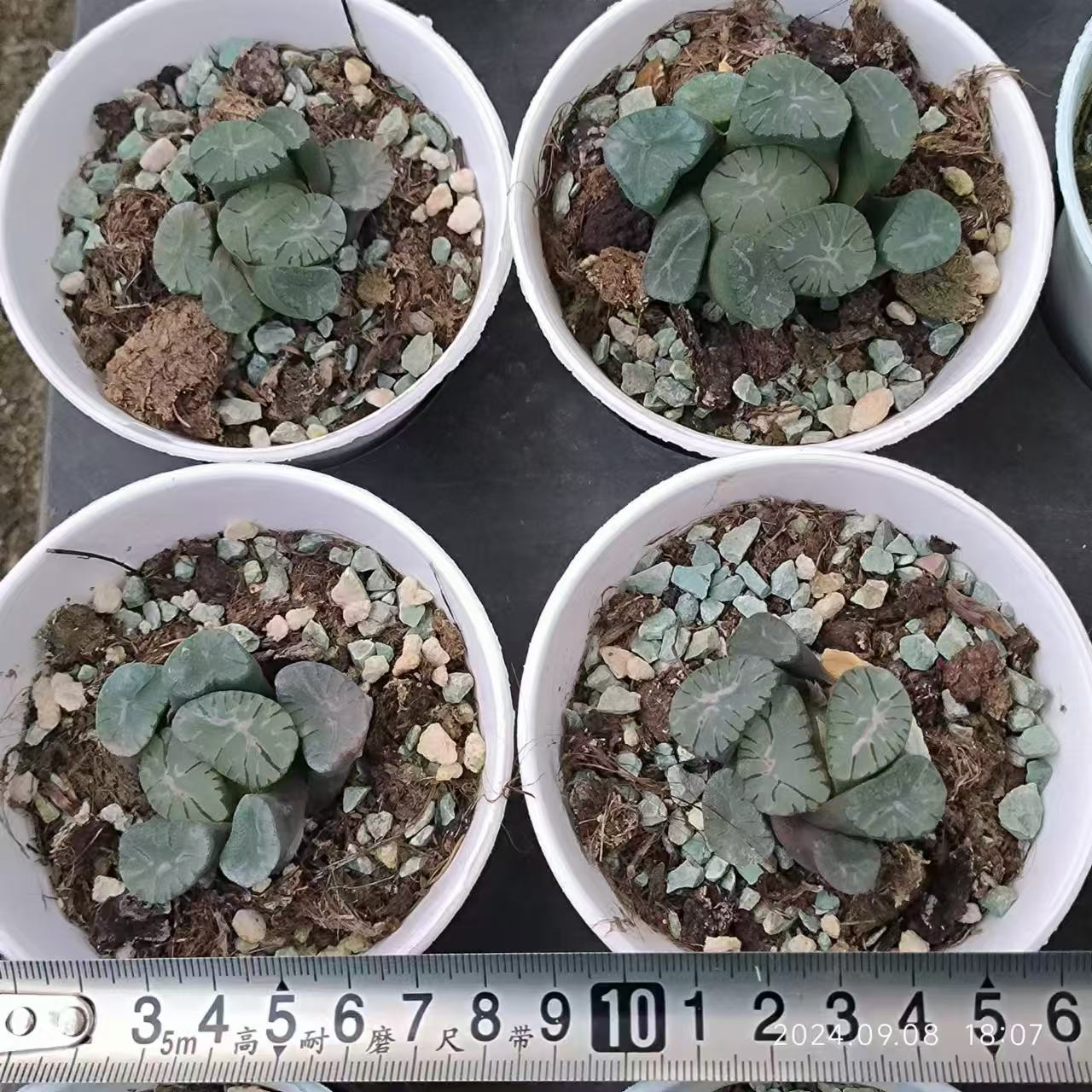 13205 ハオルチア 火炎竜