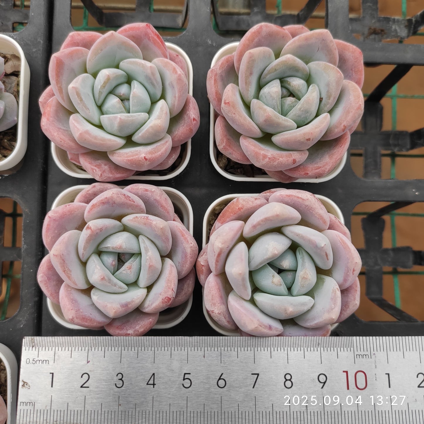 MMY814 ピンクアレックス x アイスグリーン (5.5cm pot)