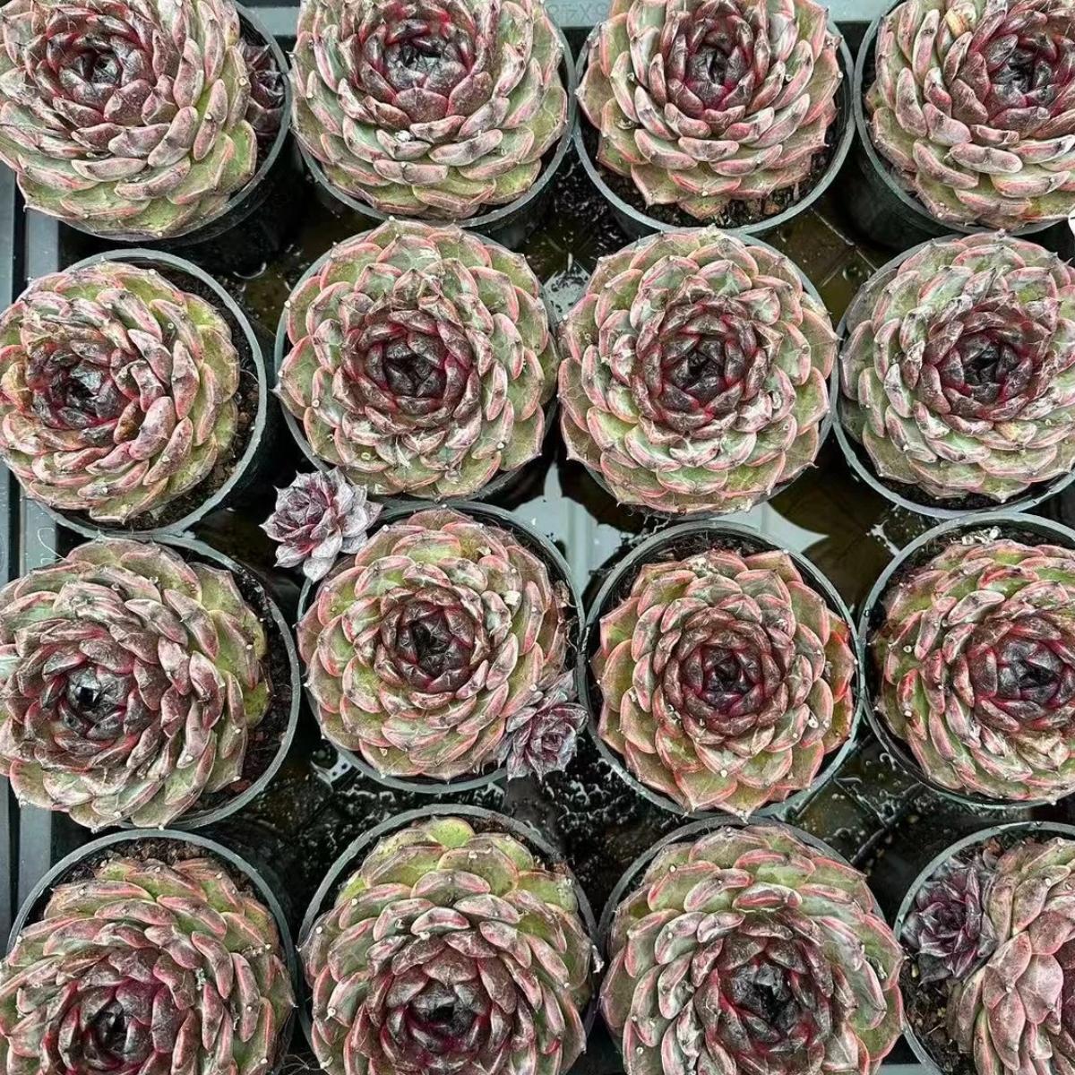 22625 ブラック モス(9cm pot)