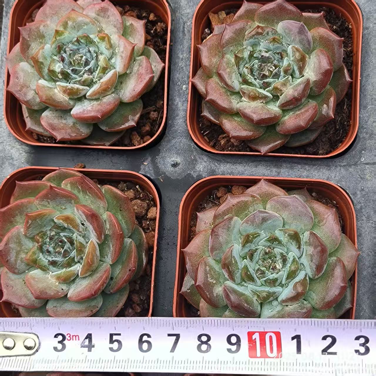 DX084 チェリージャム(6.5cm pot)