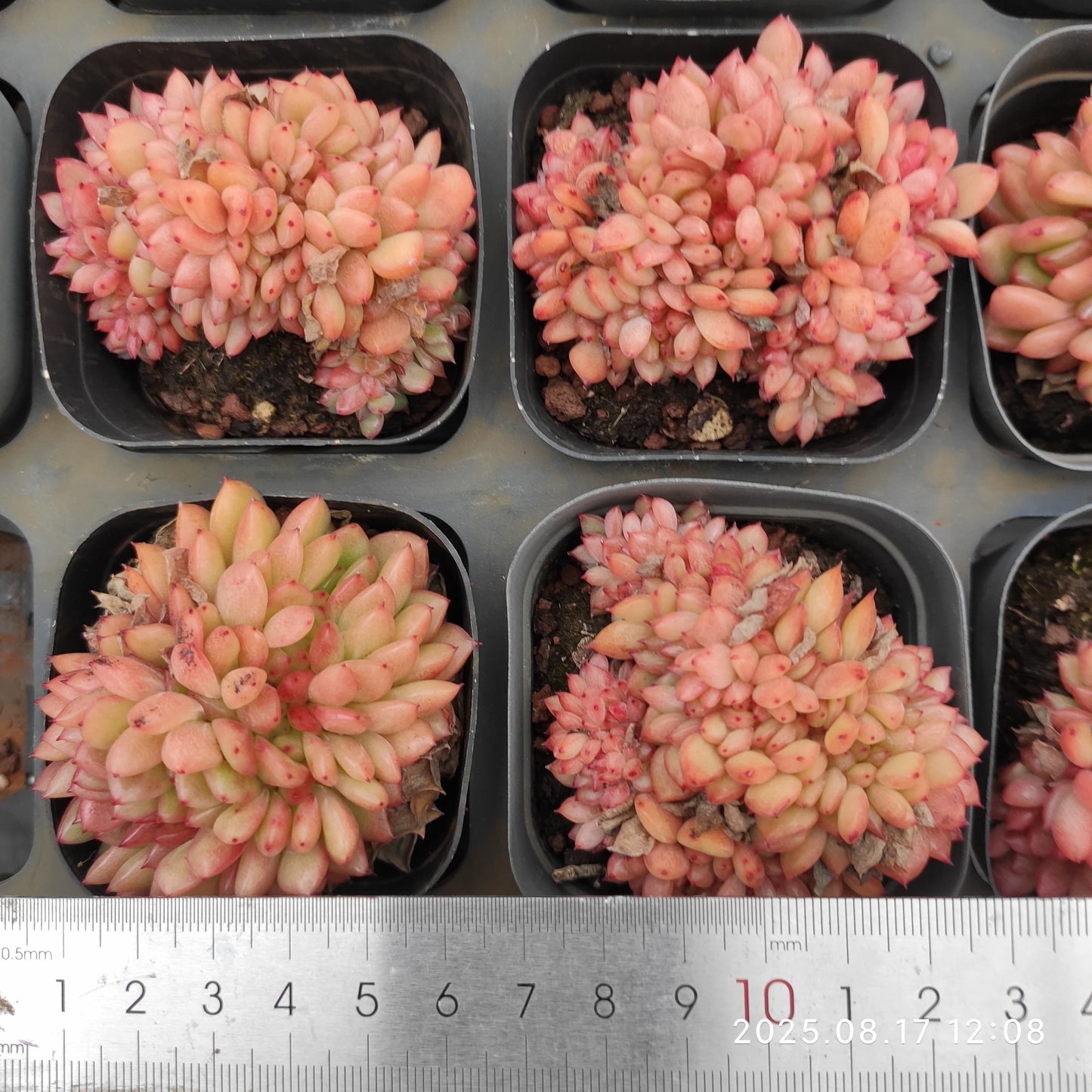 LMM417 レッドキング綴化(5.5cm pot)