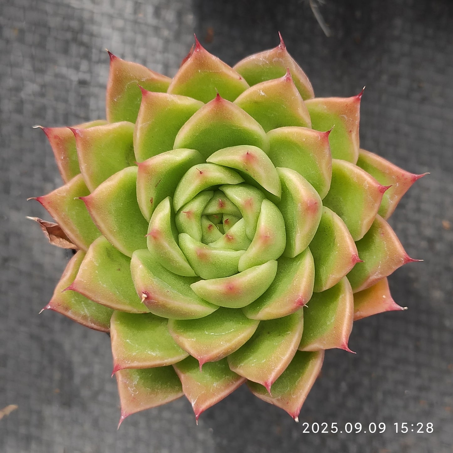 MMT457 グリーンペッパー(5.5cm pot)