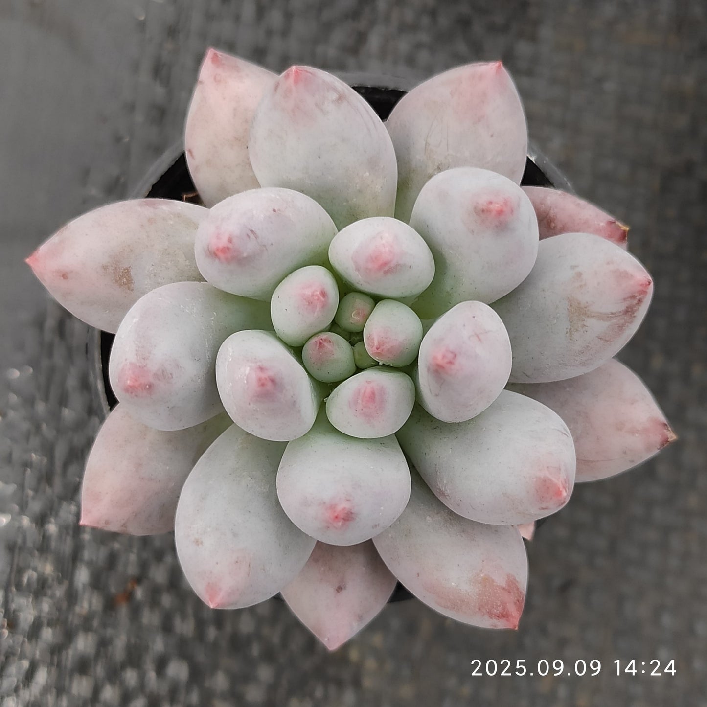 MMT005 エンジェルスフィンガー(5cm pot)
