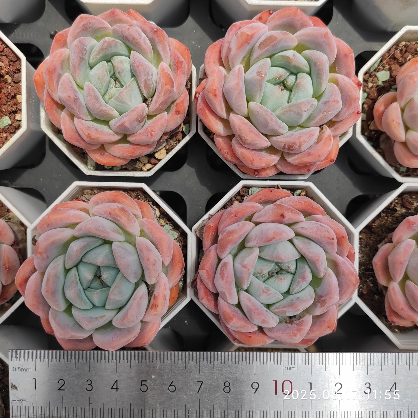 LMM364 ルービー リング(6.5cm pot)