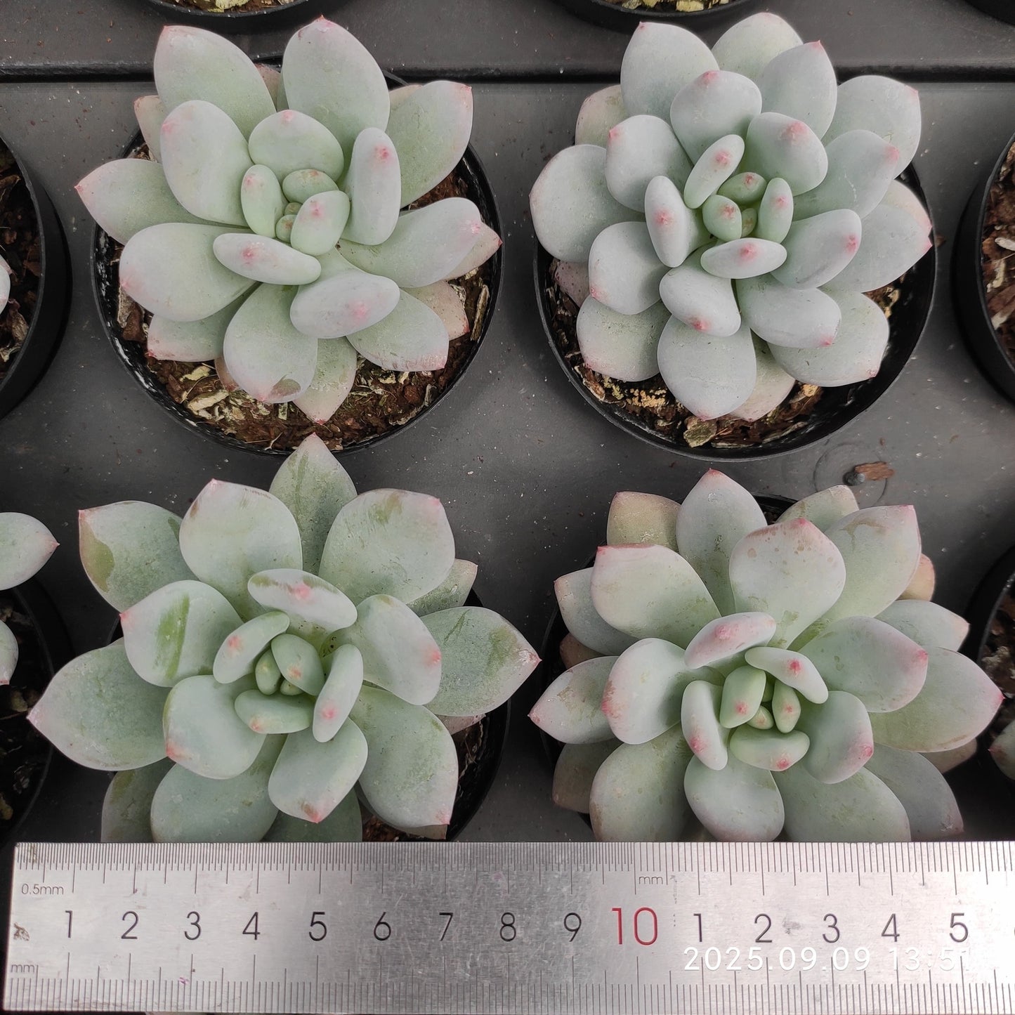 MMT882 スノー シャイン(9cm pot)