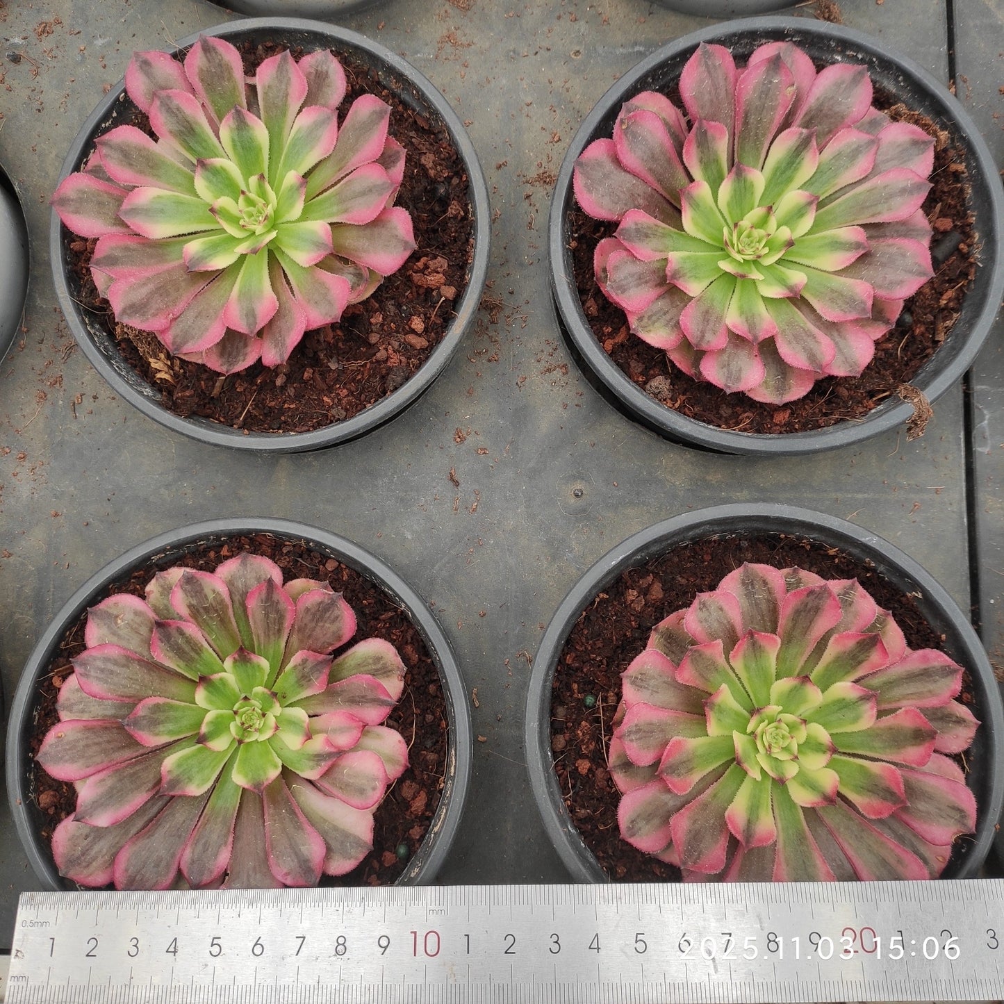 22300 アエオニウム ホワイトムーンライト(7cm pot)