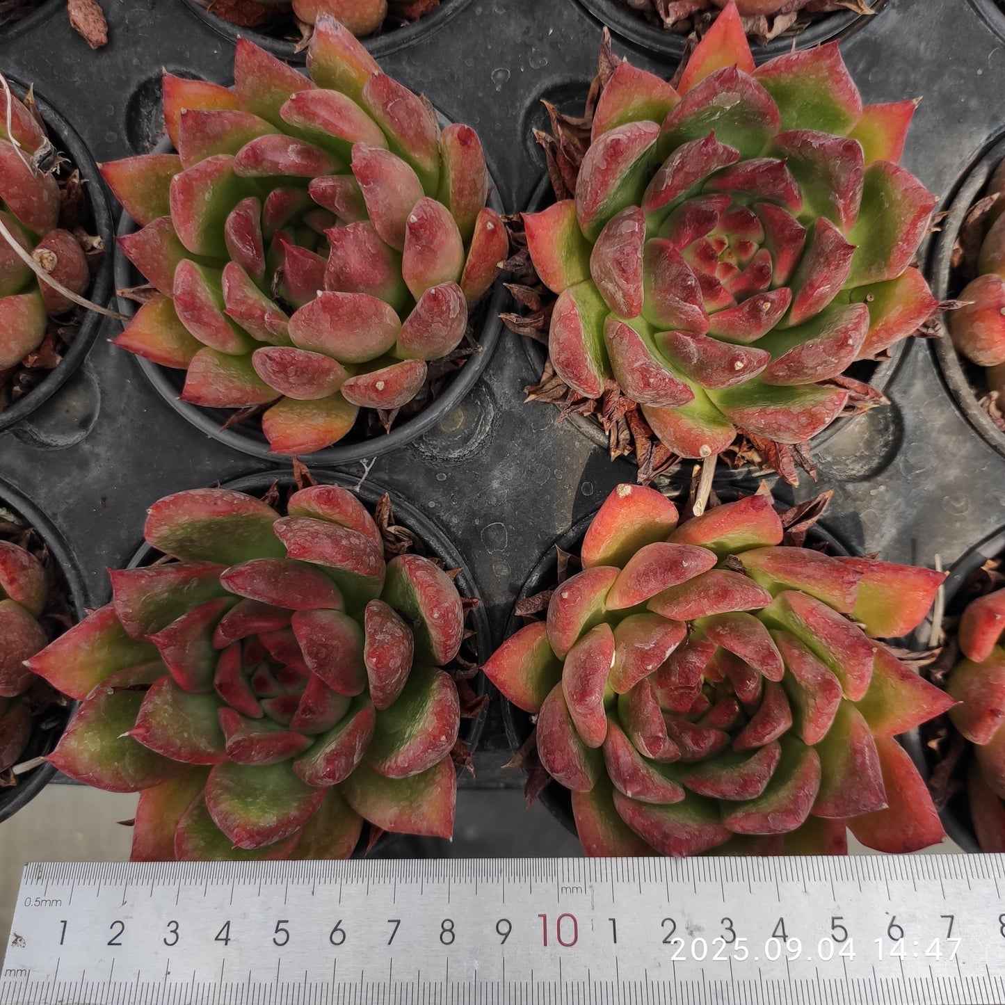 MMY594 フランク(9cm pot)