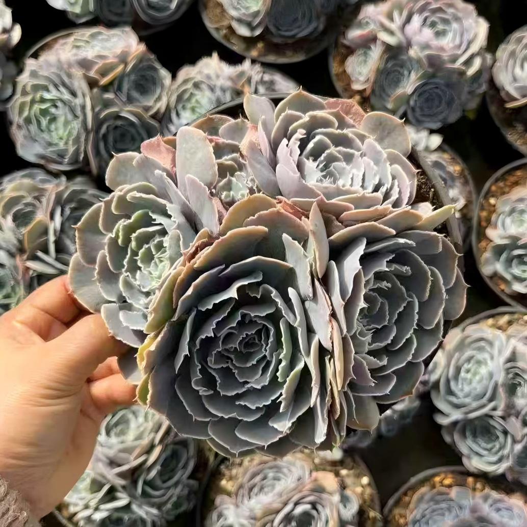 25152 スワンレイク(白鳥の湖)