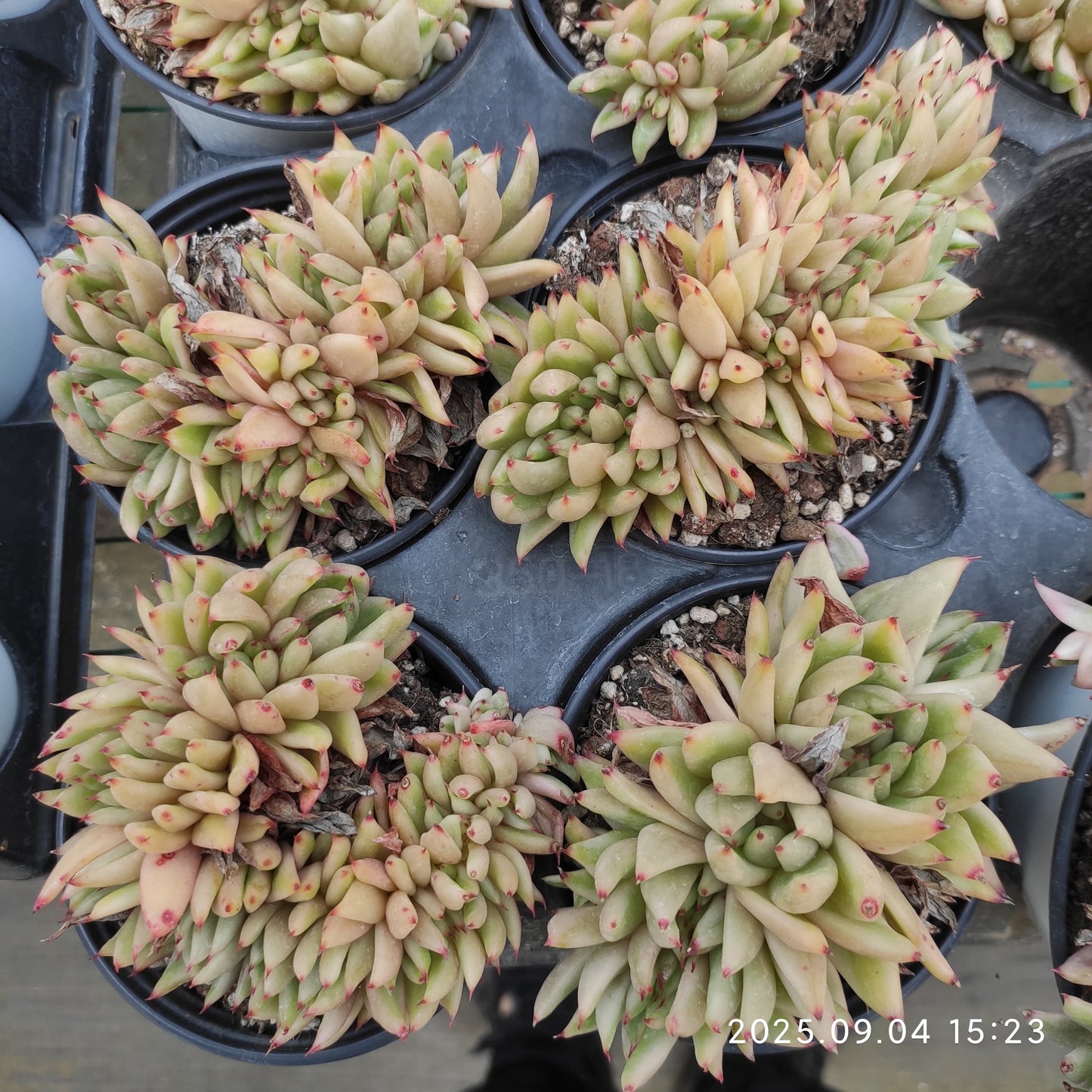 MMY1058 アイクソウル錦綴化(9cm pot)