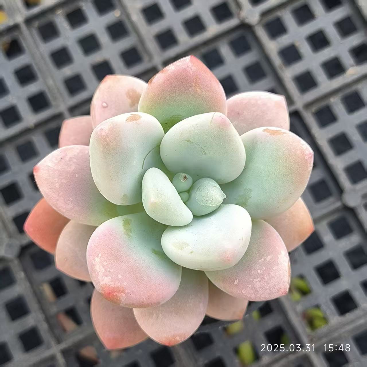 HH130 ピンクピーチ(6.5cm pot)