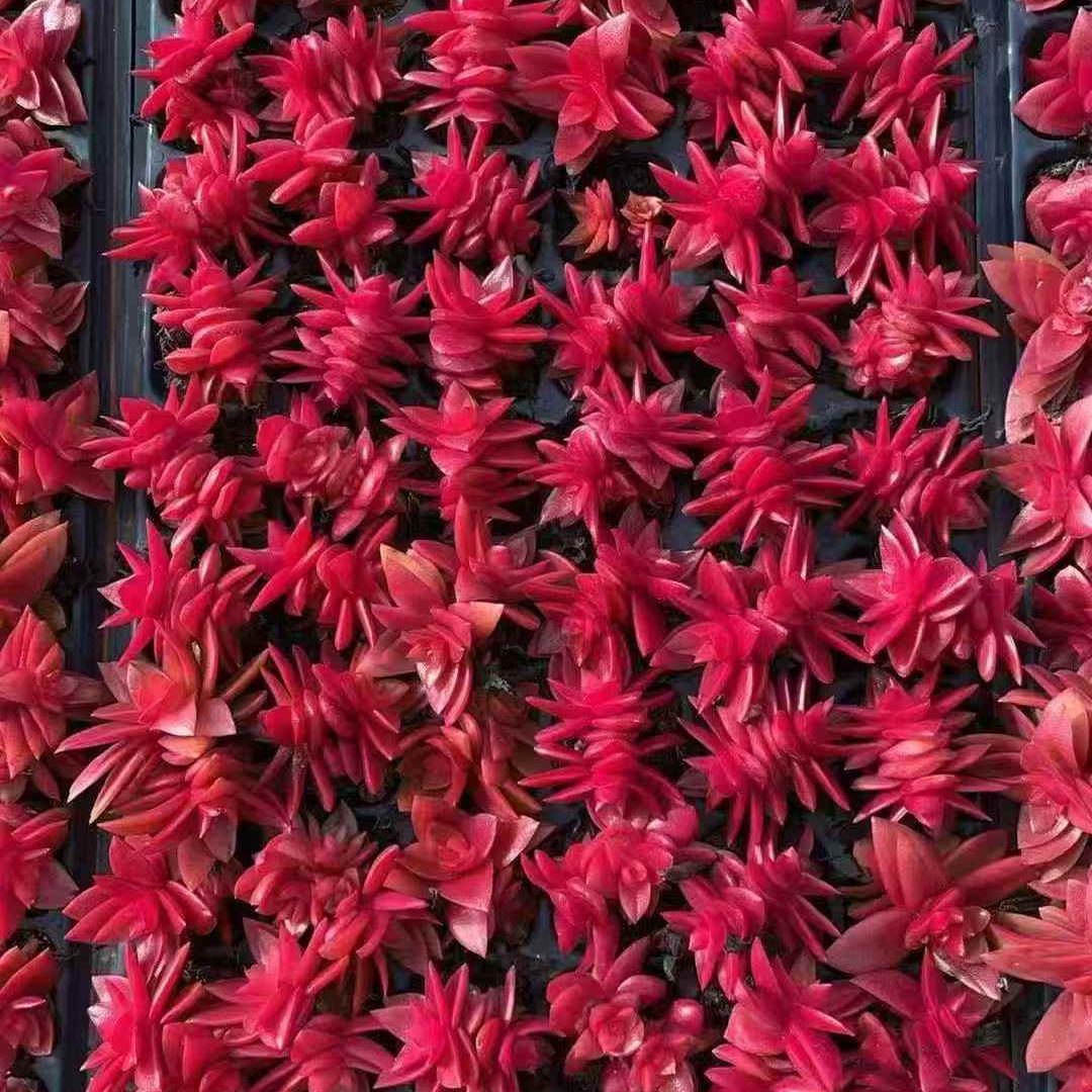 23667 キャピテラー キャンプファイアー(3cm pot)