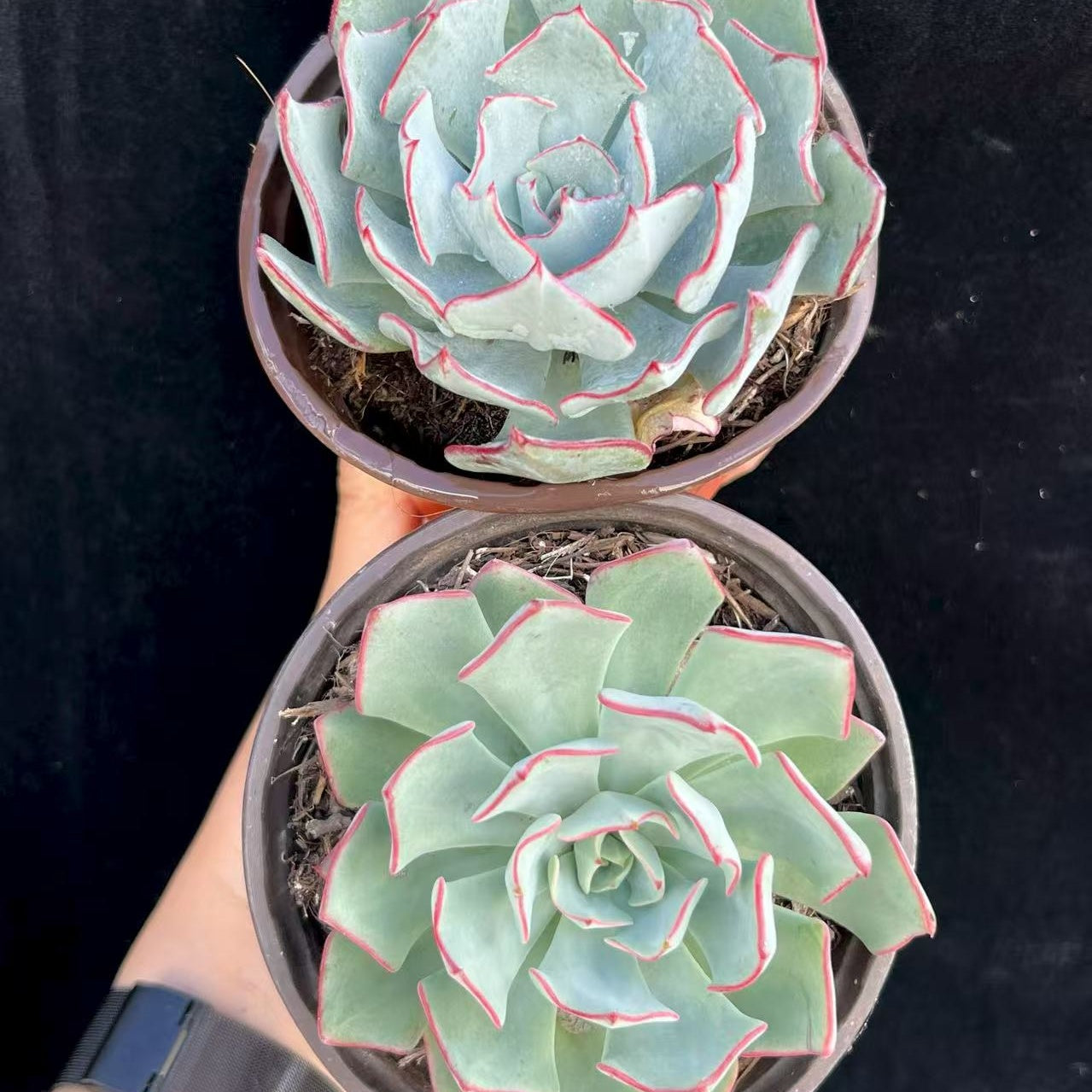 BL1883 ストリ口フローラノヴァ(11cm pot)