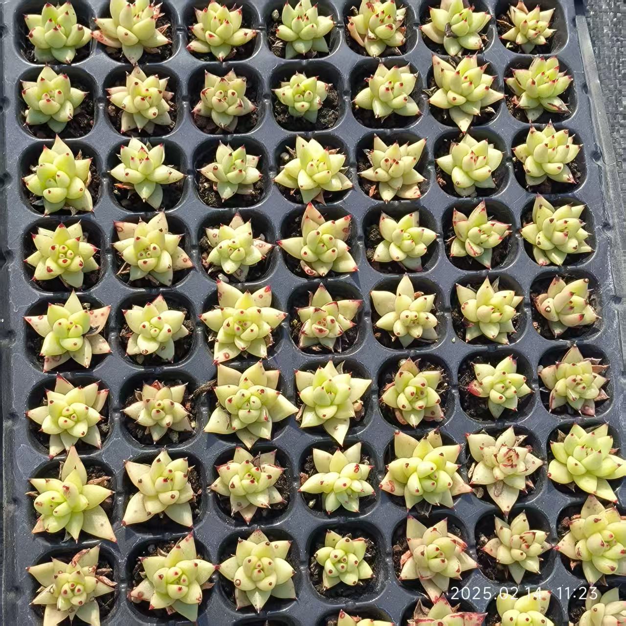 XL095 ゴールドマリア(3cm pot)