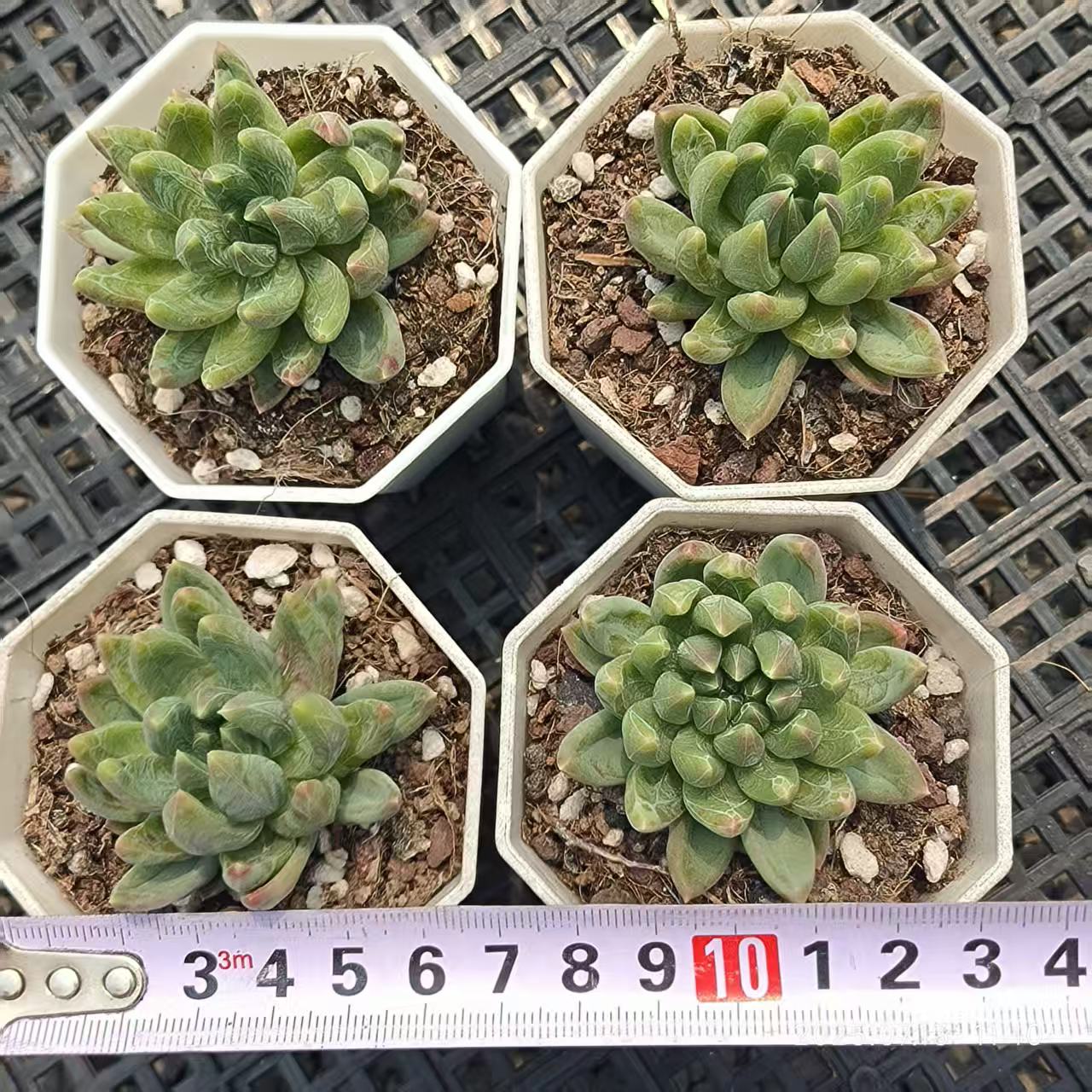 FFH349 ピンククリスタルローズ(5cm pot)