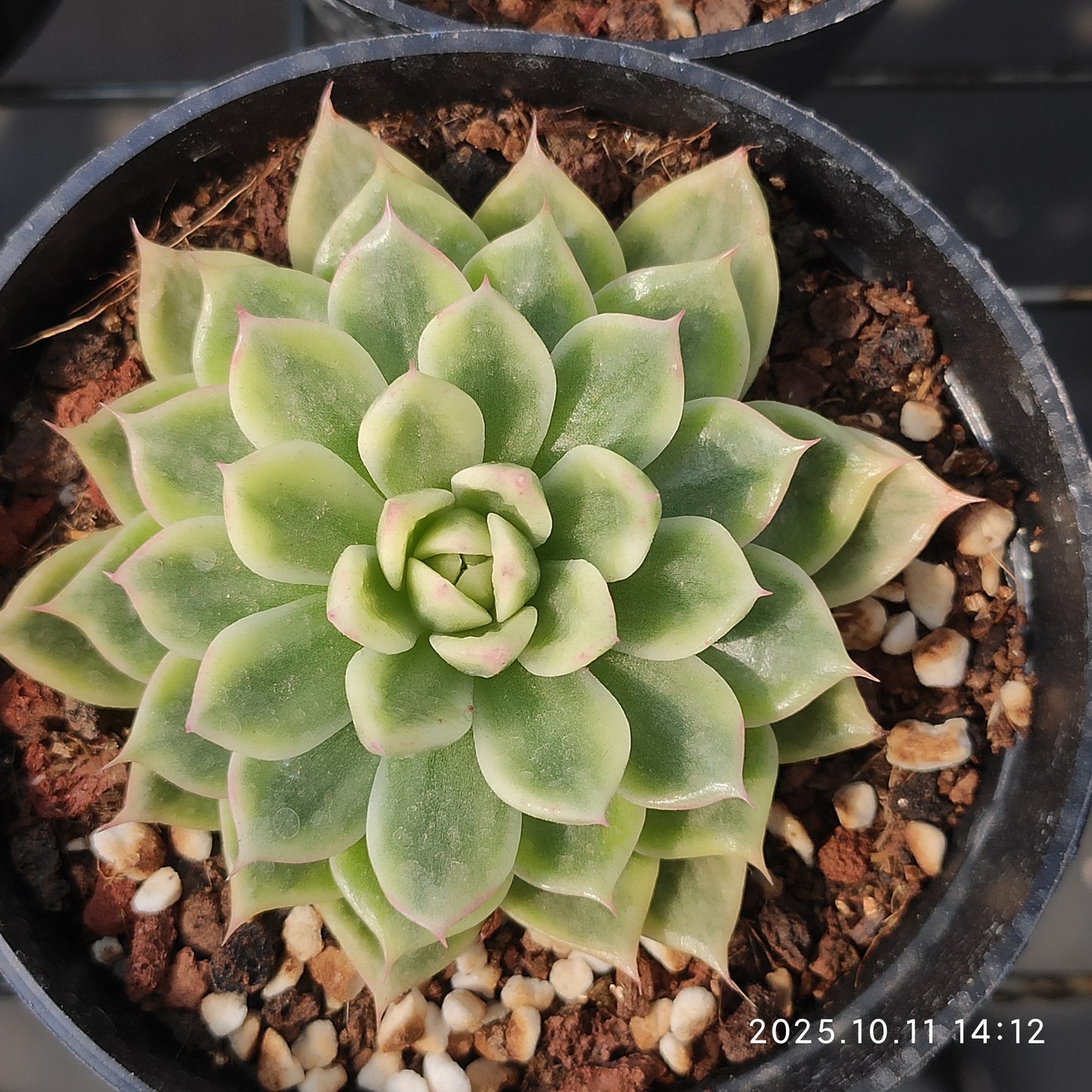 TPKM050 バタフライ錦(8cm pot)