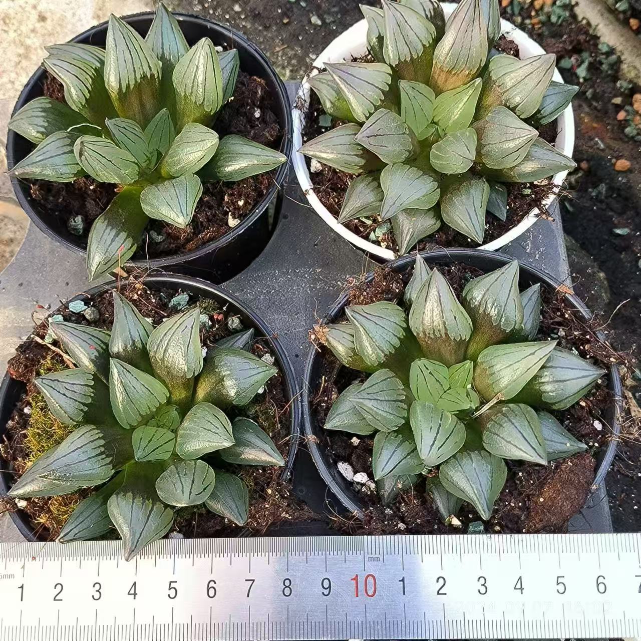 13145 クリスタル ペンシル