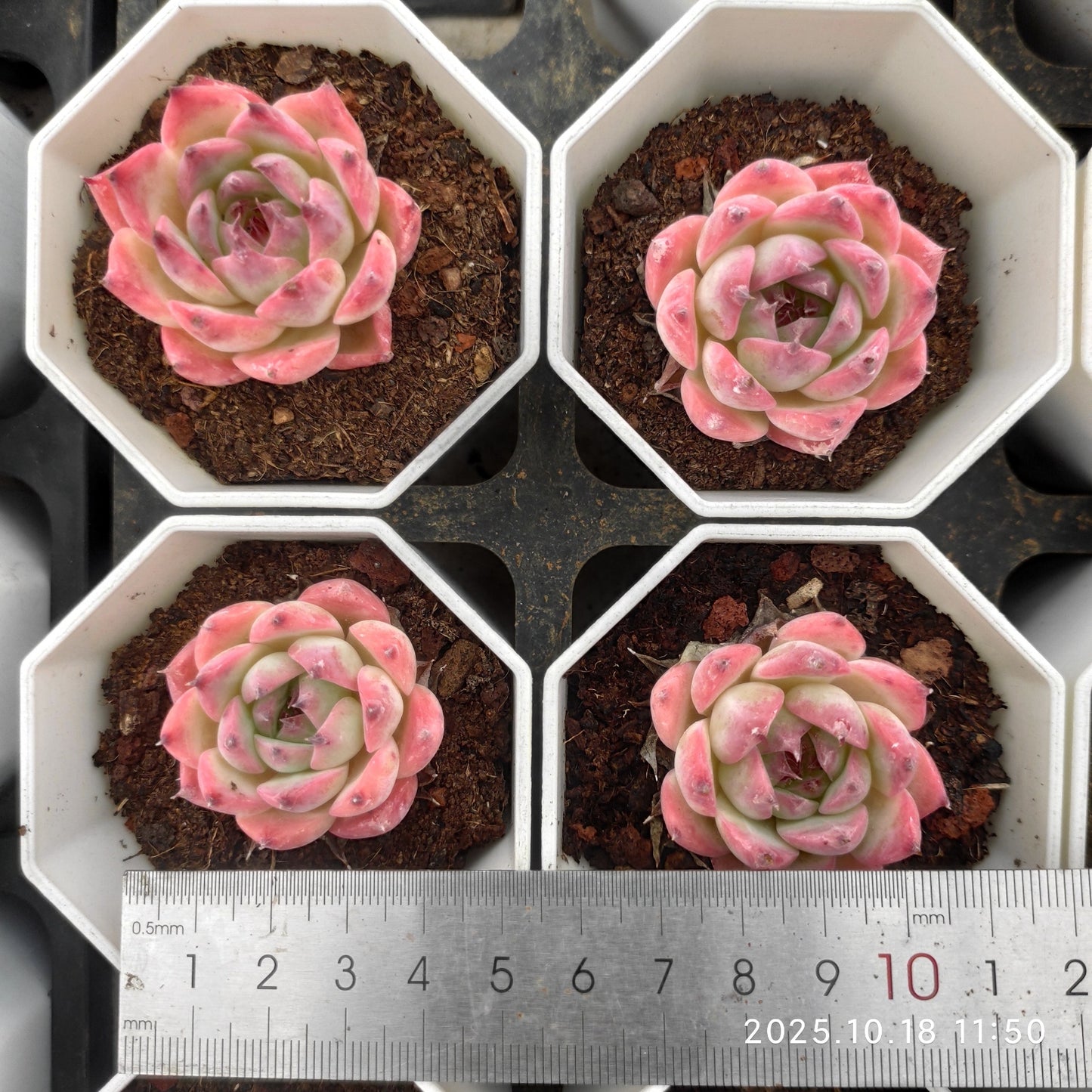 YBB129 チワワエンシス(7cm pot)