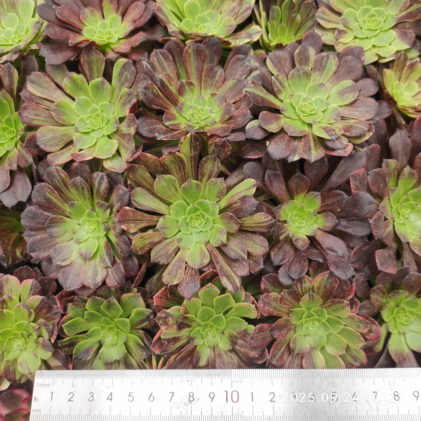 ON659 モラーンディー(7cm pot)