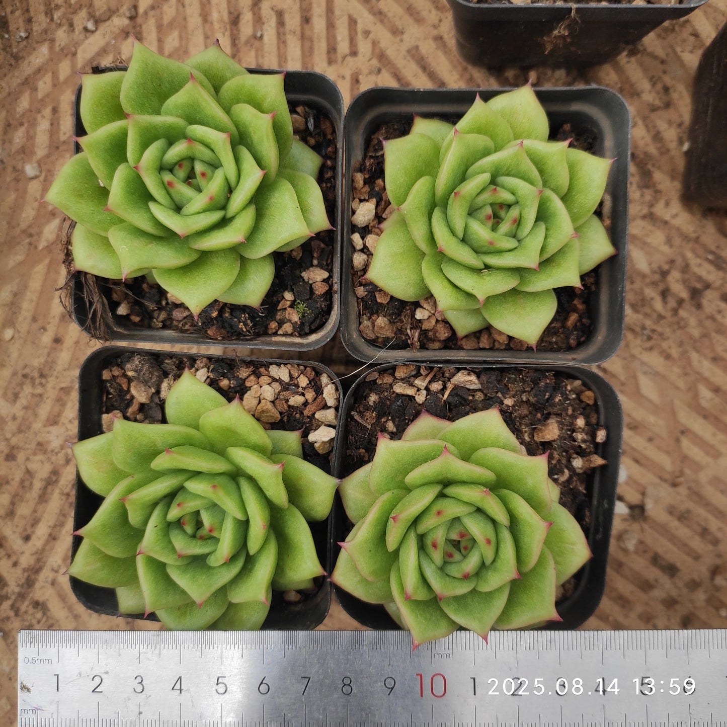 ZX103 ランブラー(7cm pot)