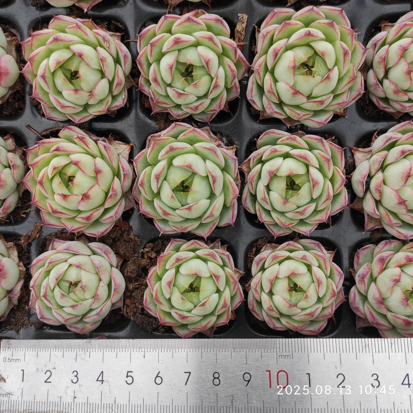 LB025 ローズ クィーンHyb(3cm pot)