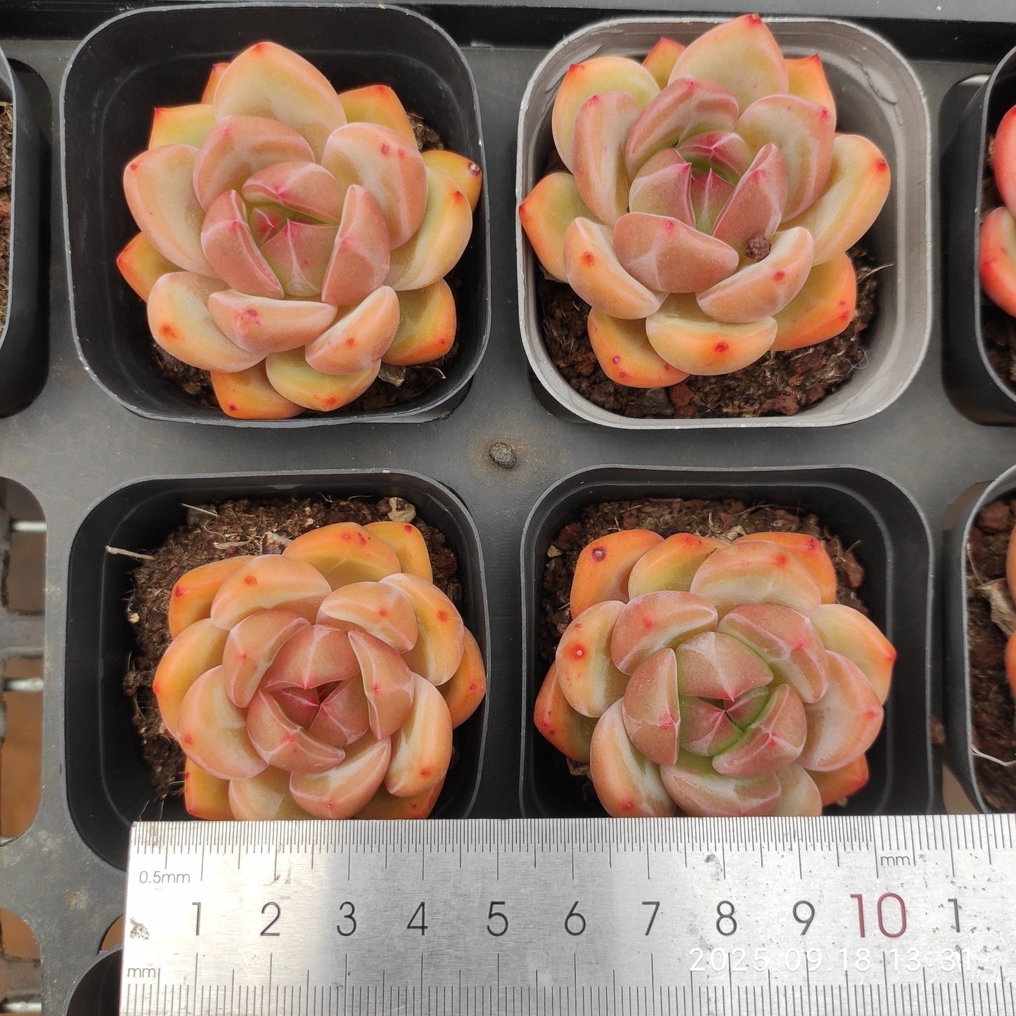LMM332 チャーロッテ(6.5cm pot)