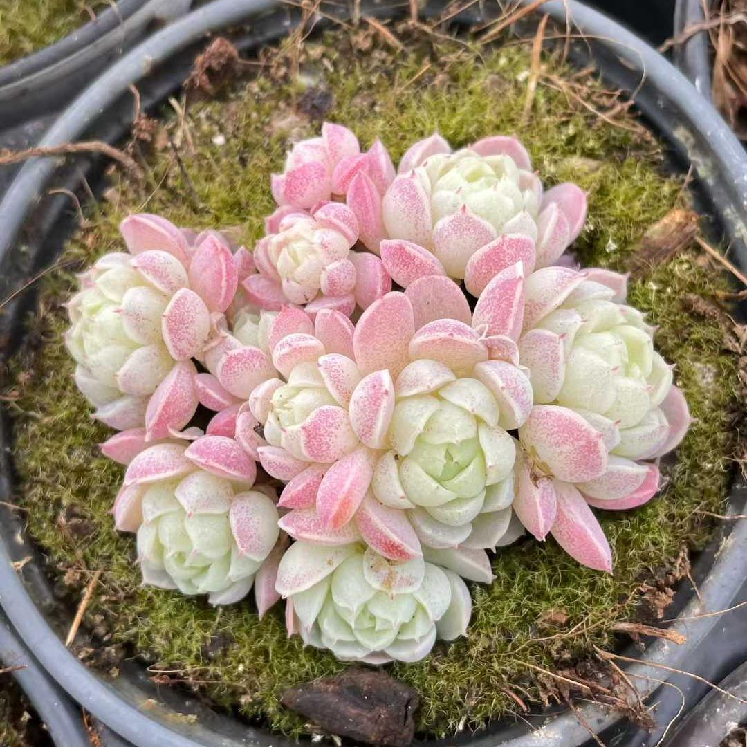 25206 ヘイル(雹/ヒョウ)