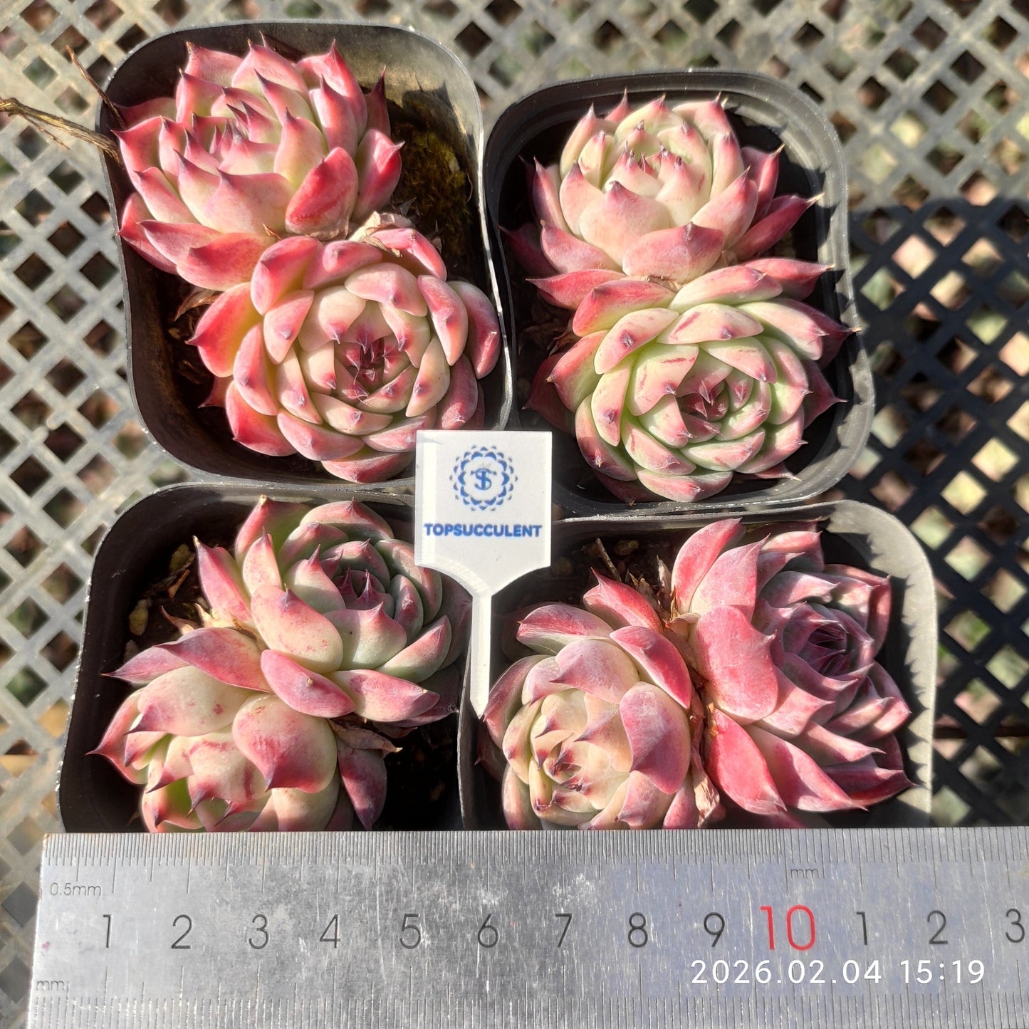 22908 コロラータ