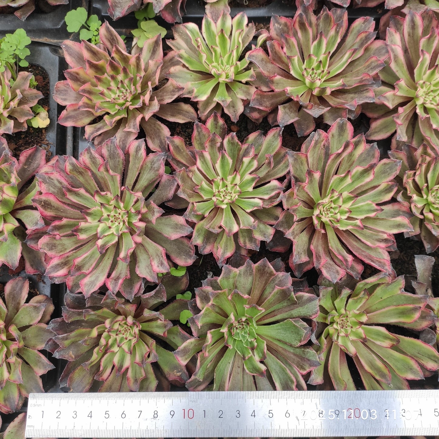 14796 アエオニウム イモータルインク(9cm pot)