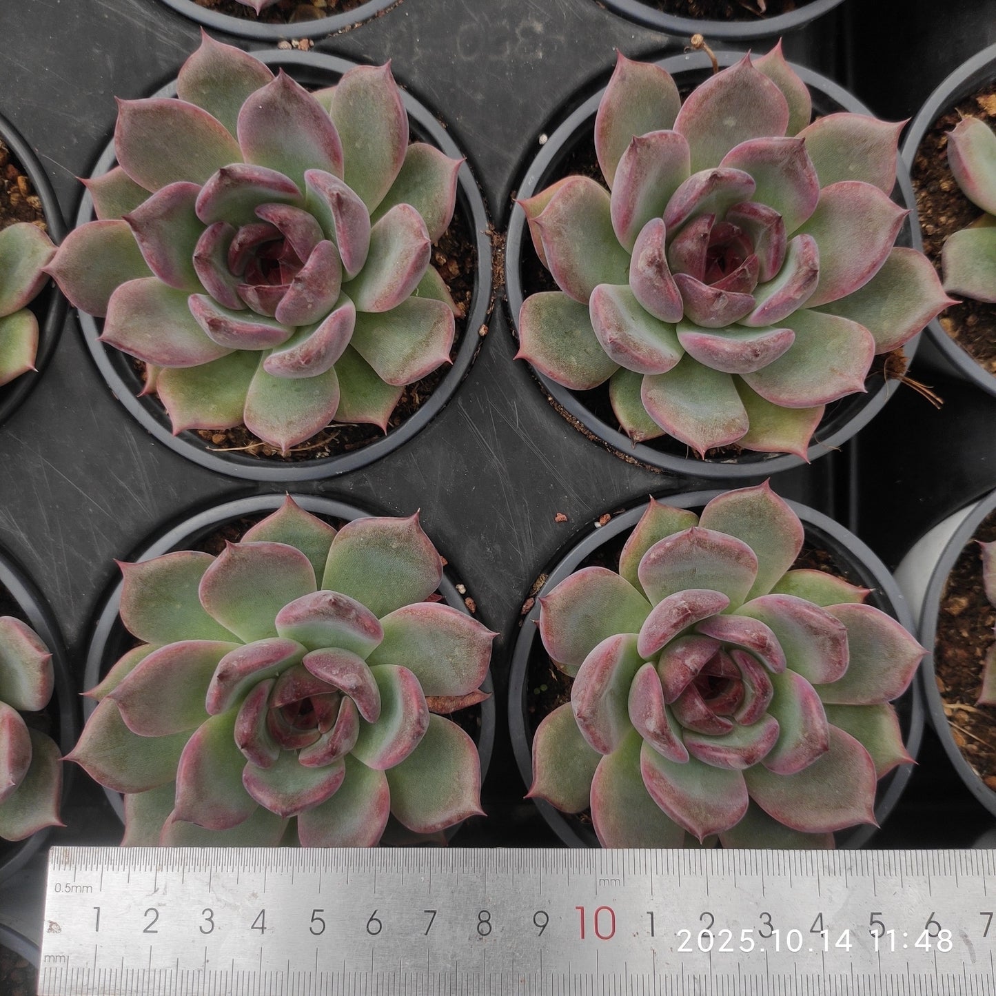 WWA416 ブラック クィーンHyb(9cm pot)