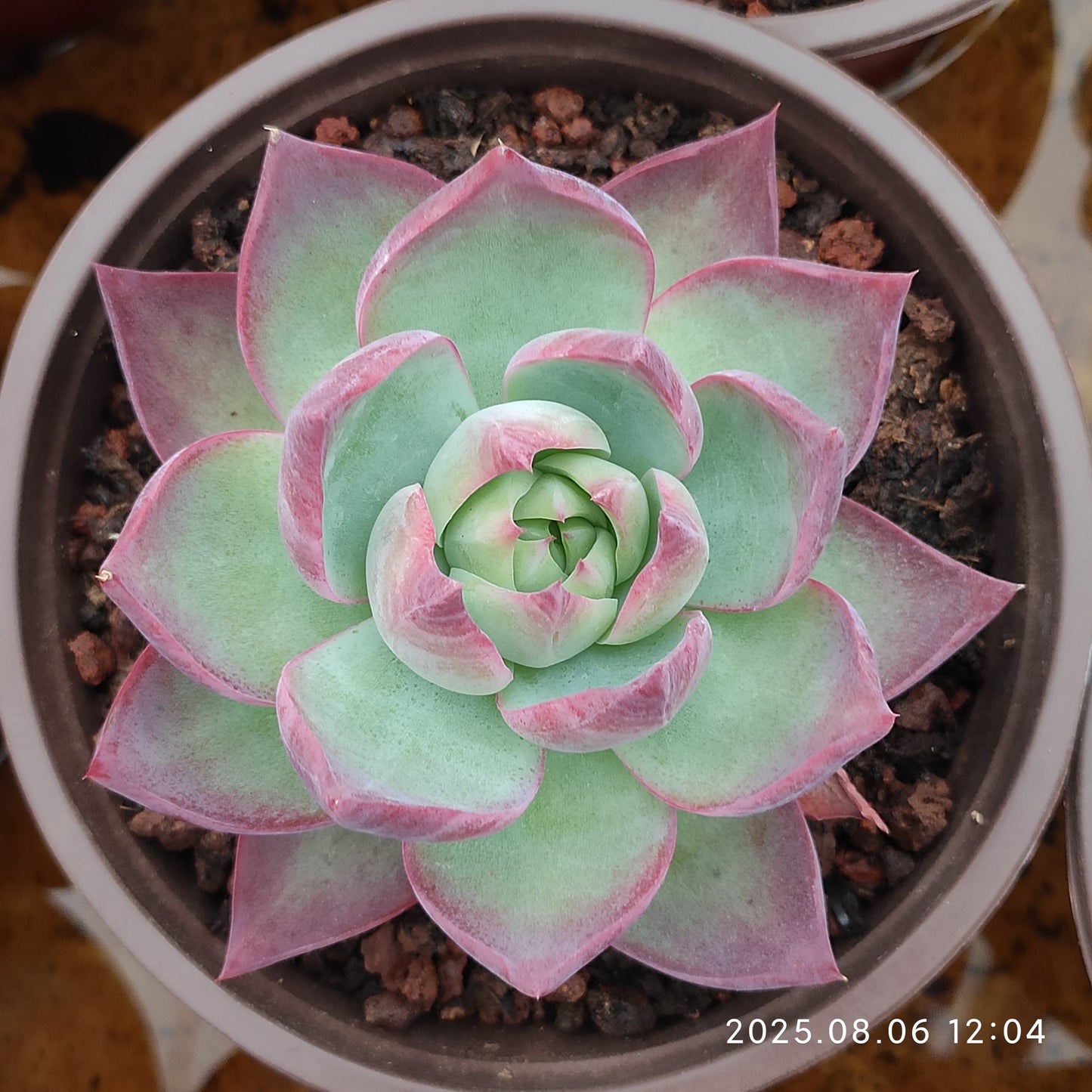 THH008 カシオ(12cm pot)