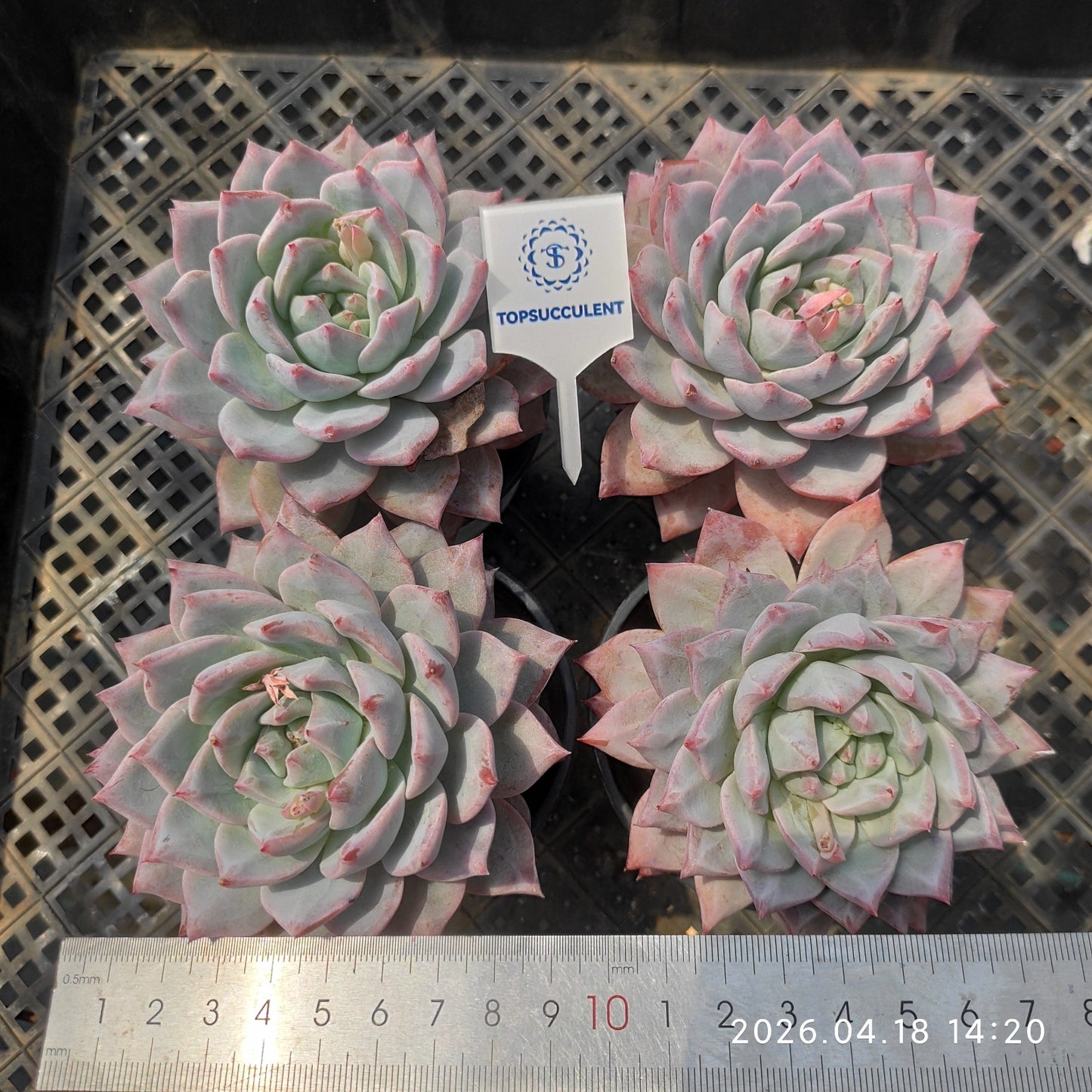T3093 ブルーバード