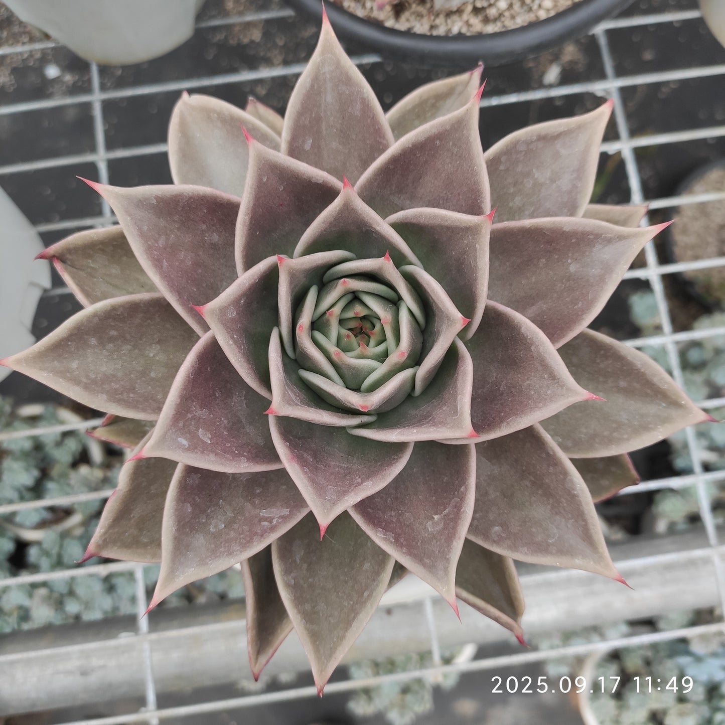 NGN761 スターズ(16cm pot)