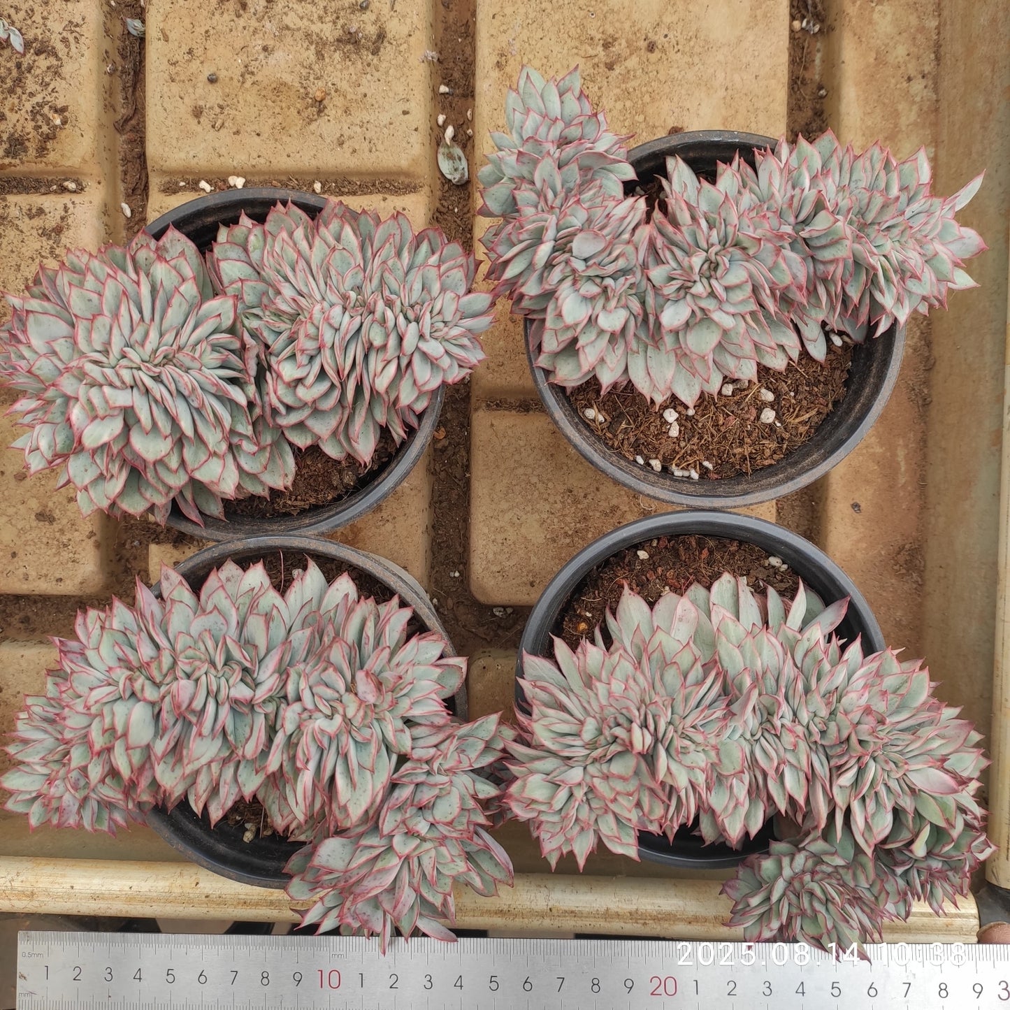 YS242 エスター 錦綴化(12cm pot)
